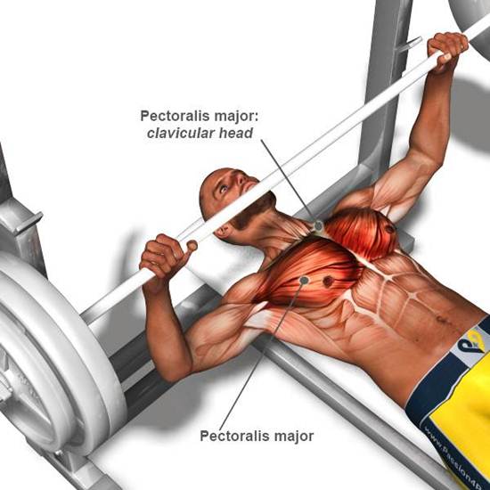 add muscle mass to your chest
