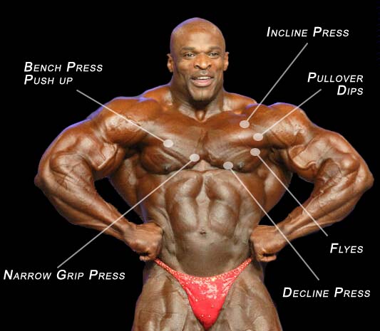 chest workouts bodybuilding