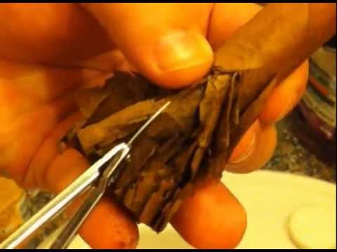 cuban cigar beetles